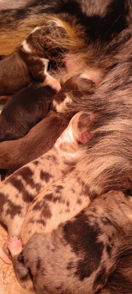 chiot Berger Australien du Domaine de Naugigoutte