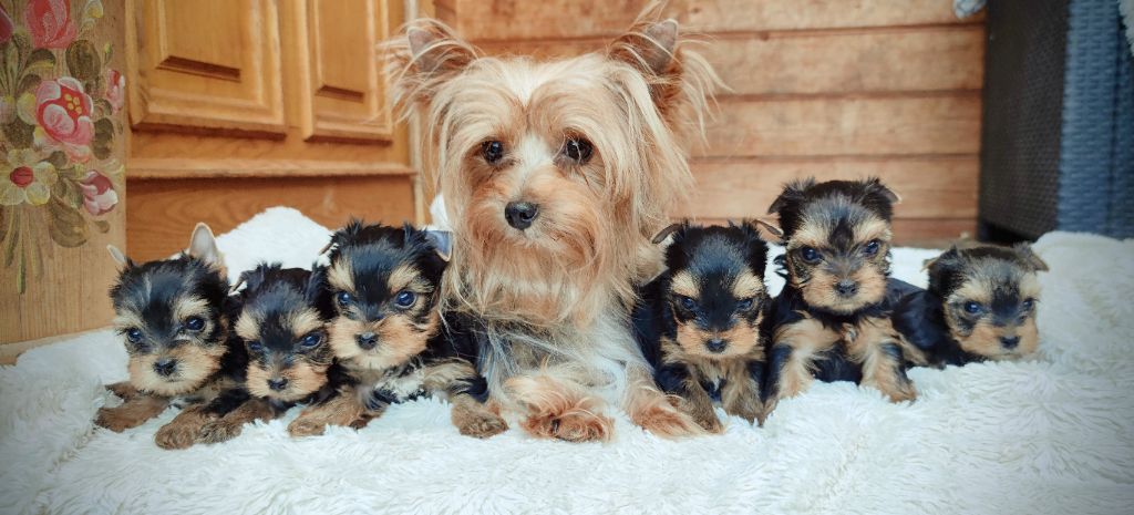 chiot Yorkshire Terrier du Domaine de Naugigoutte