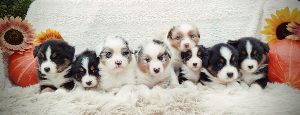 chiot Berger Australien du Domaine de Naugigoutte