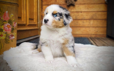 Bleu Merle