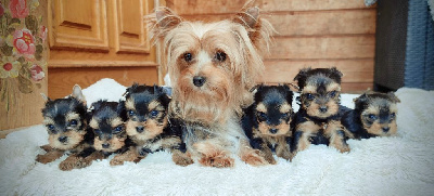 du Domaine de Naugigoutte - Yorkshire Terrier - Portée née le 05/06/2024