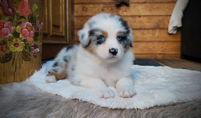 Bleu Merle