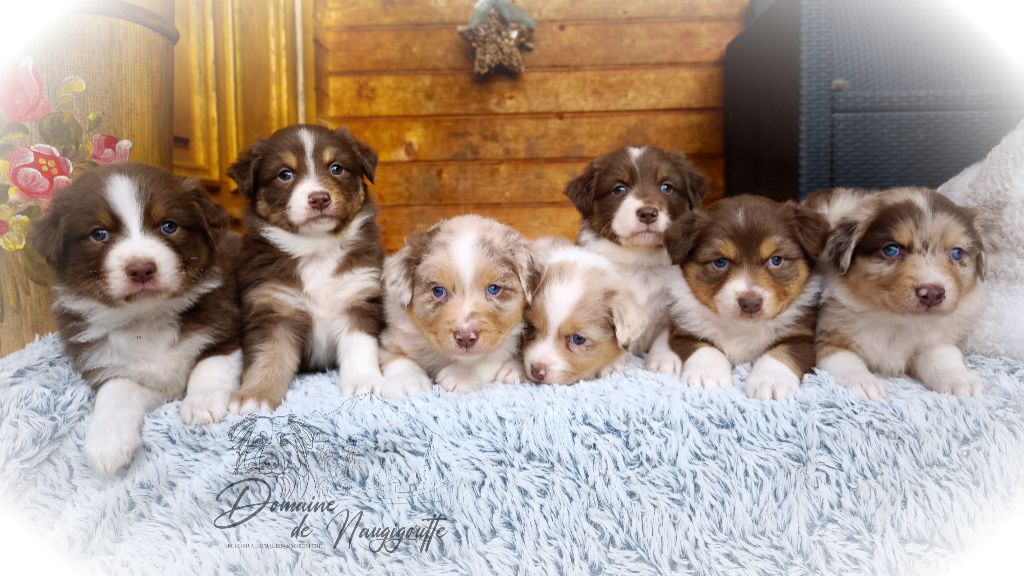 chiot Berger Australien du Domaine de Naugigoutte