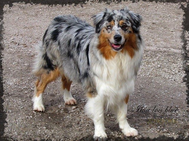 Ilou lou blue du Domaine de Naugigoutte