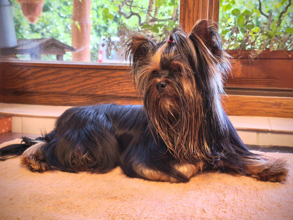 Virgile de teenangel (Sans Affixe)