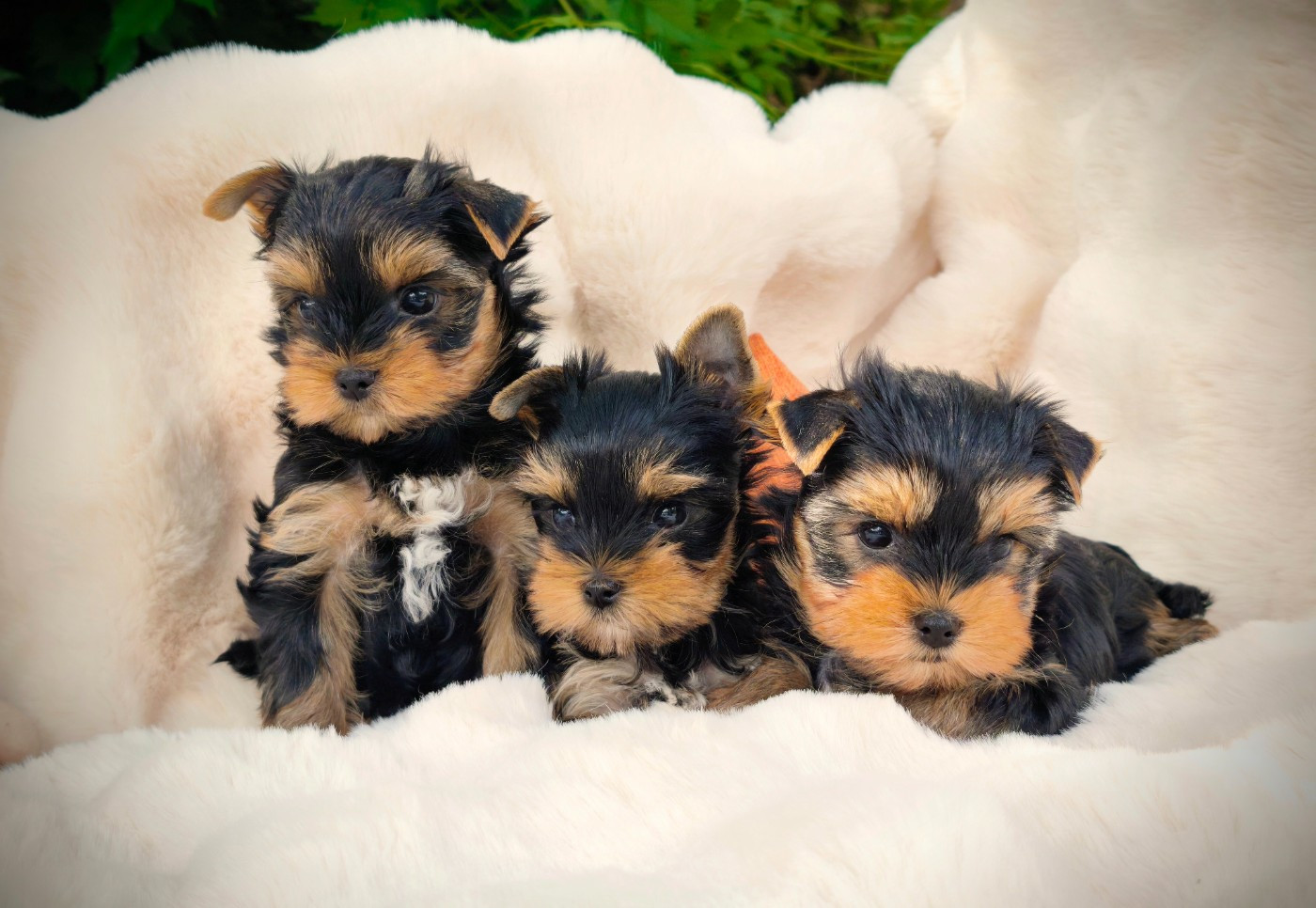 Chiots Yorkshires Disponibles