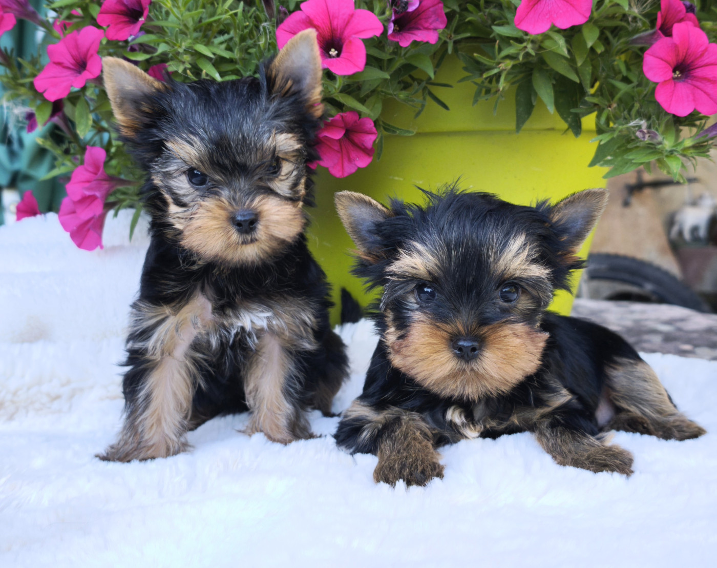 Chiots Yorkshires Disponibles