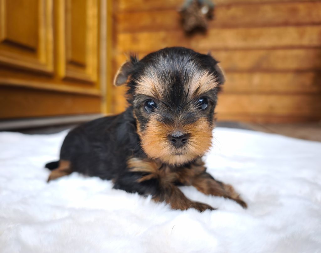 du Domaine de Naugigoutte - Chiots disponibles - Yorkshire Terrier