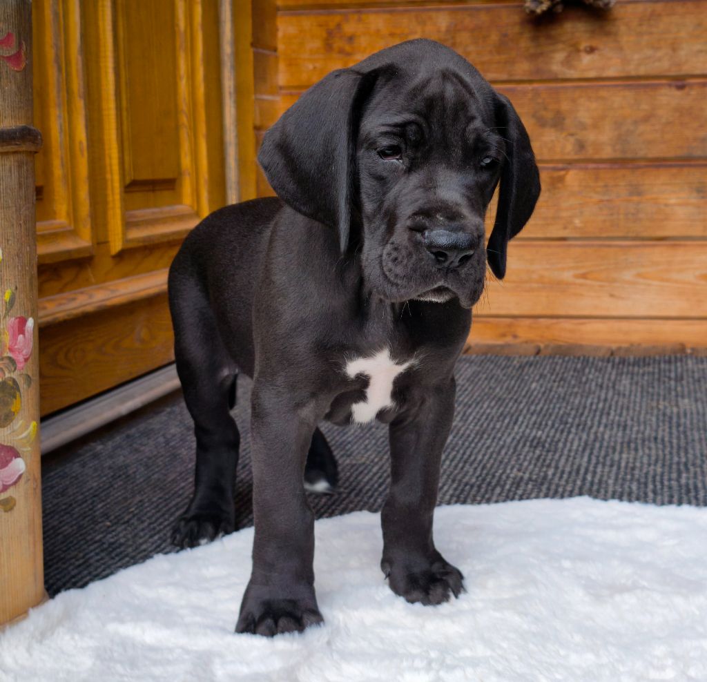 du Domaine de Naugigoutte - Chiots disponibles - Dogue allemand