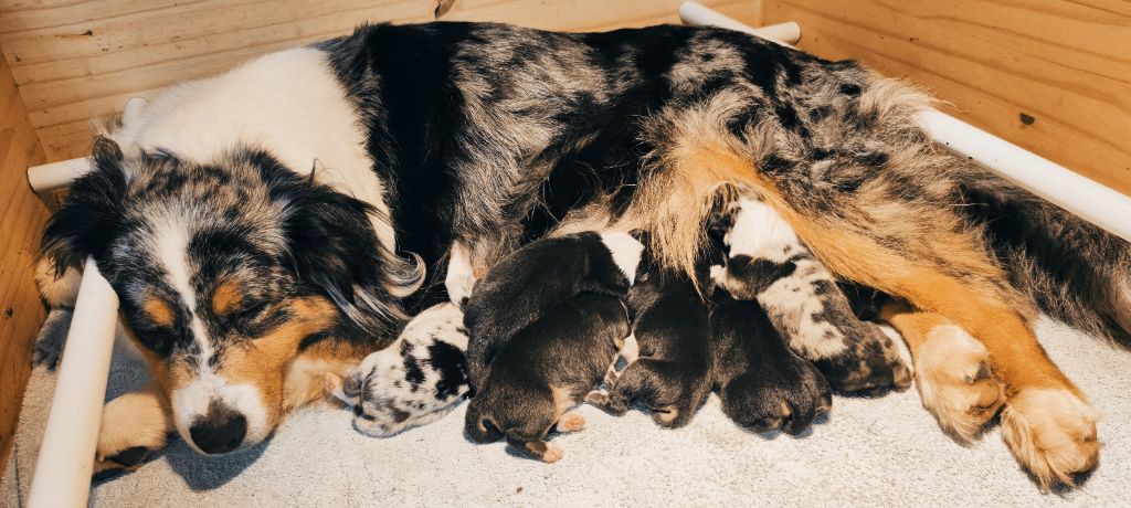 Chiot Berger Australien du Domaine de Naugigoutte
