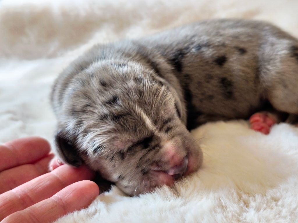 du Domaine de Naugigoutte - Chiots disponibles - Dogue allemand