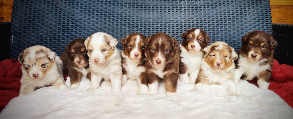 Chiot Berger Australien du Domaine de Naugigoutte