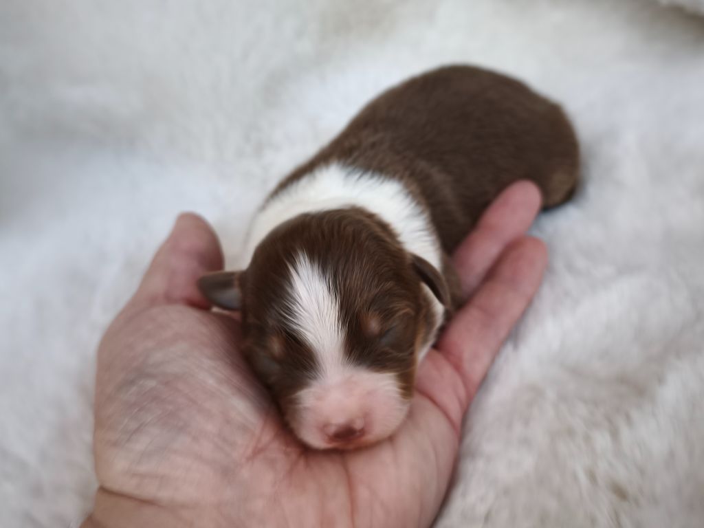 du Domaine de Naugigoutte - Chiots disponibles - Berger Australien