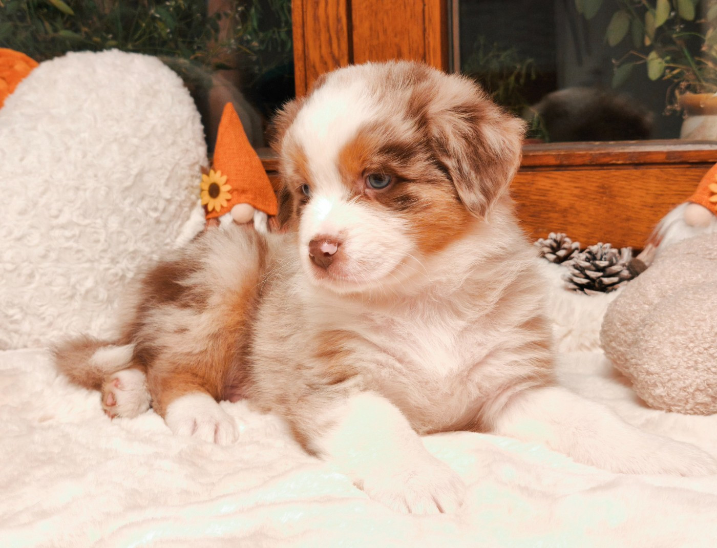 du Domaine de Naugigoutte - Chiots disponibles - Berger Australien