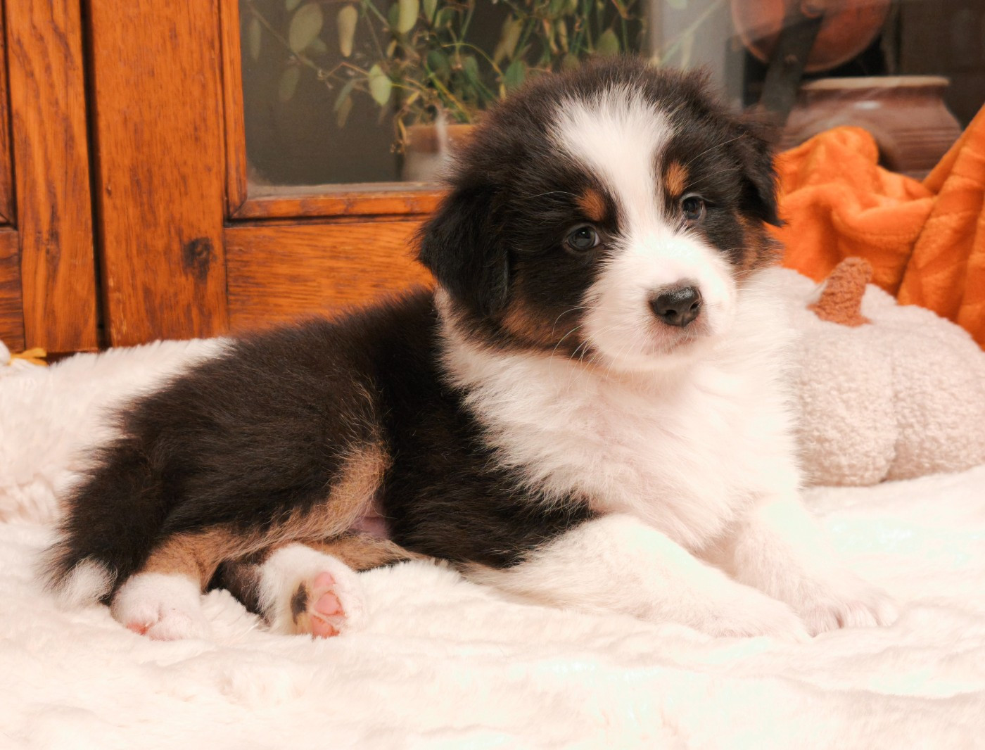 du Domaine de Naugigoutte - Chiots disponibles - Berger Australien