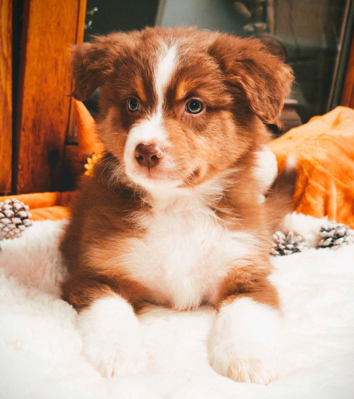 Chiot Berger Australien du Domaine de Naugigoutte