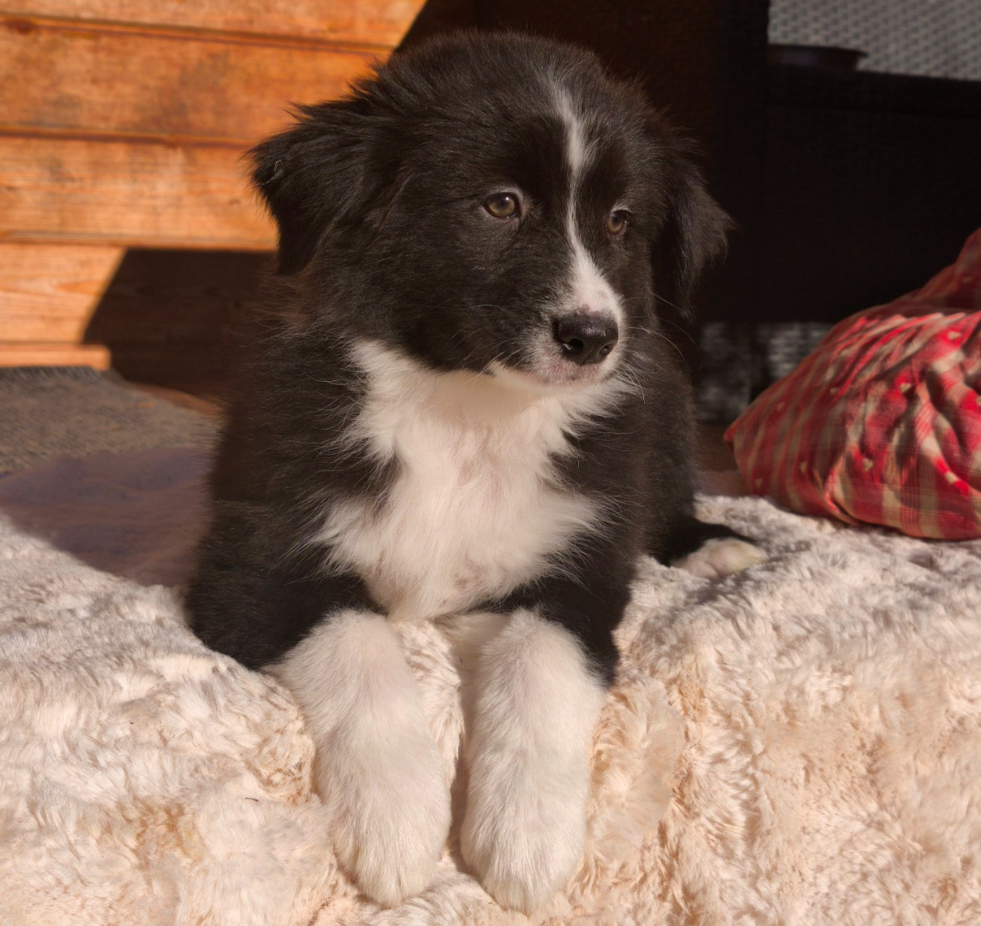 du Domaine de Naugigoutte - Chiots disponibles - Berger Australien