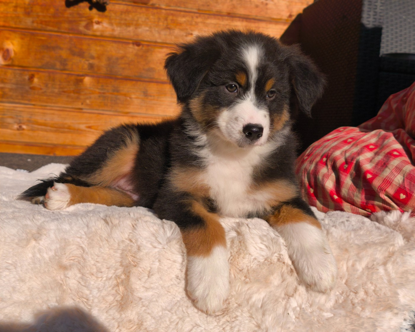 du Domaine de Naugigoutte - Chiots disponibles - Berger Australien