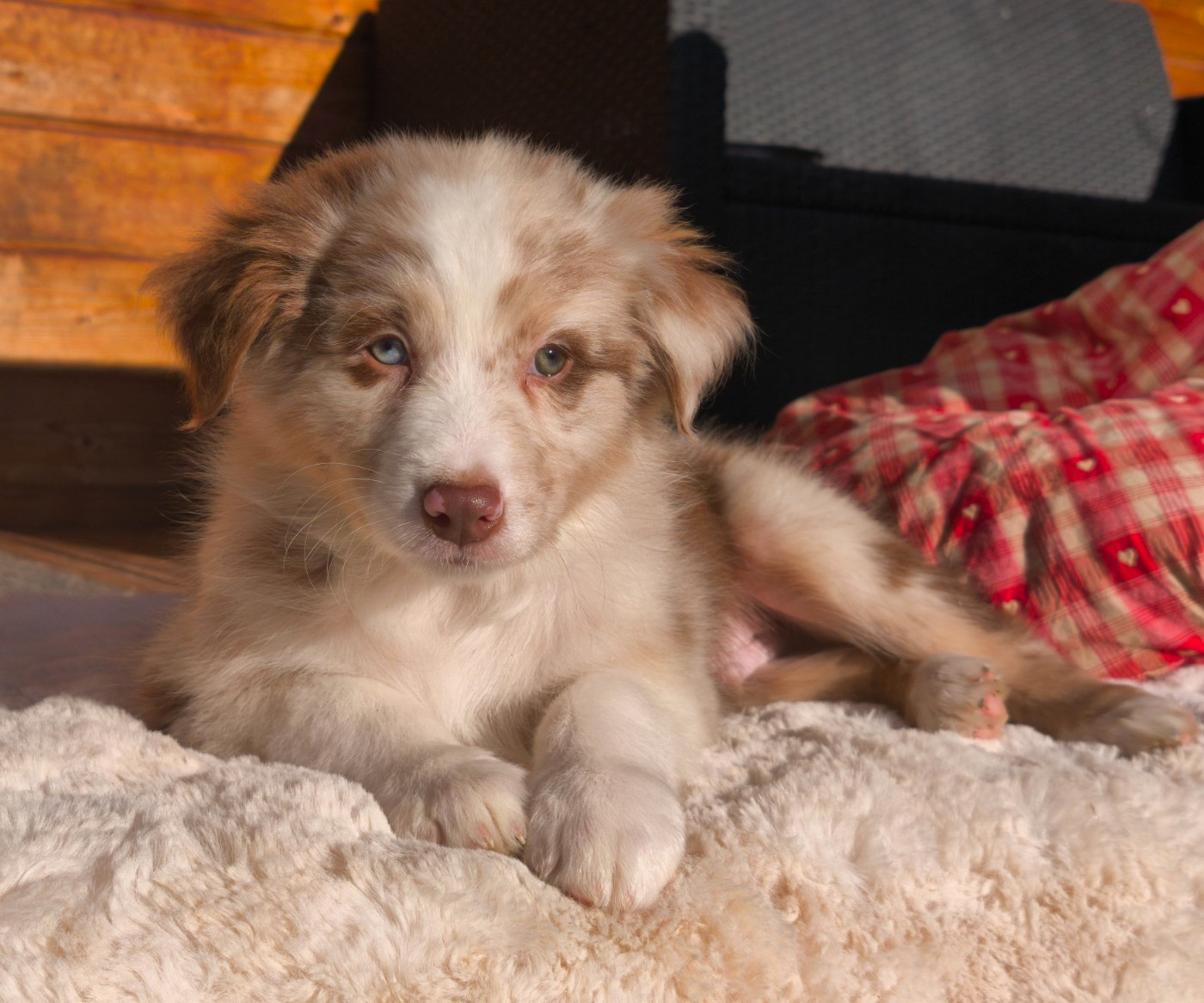 du Domaine de Naugigoutte - Chiots disponibles - Berger Australien