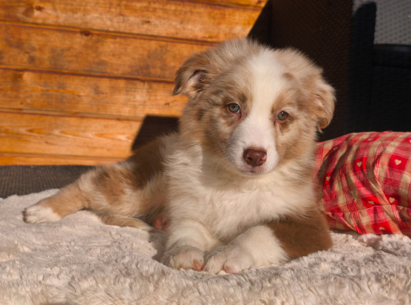 du Domaine de Naugigoutte - Chiots disponibles - Berger Australien