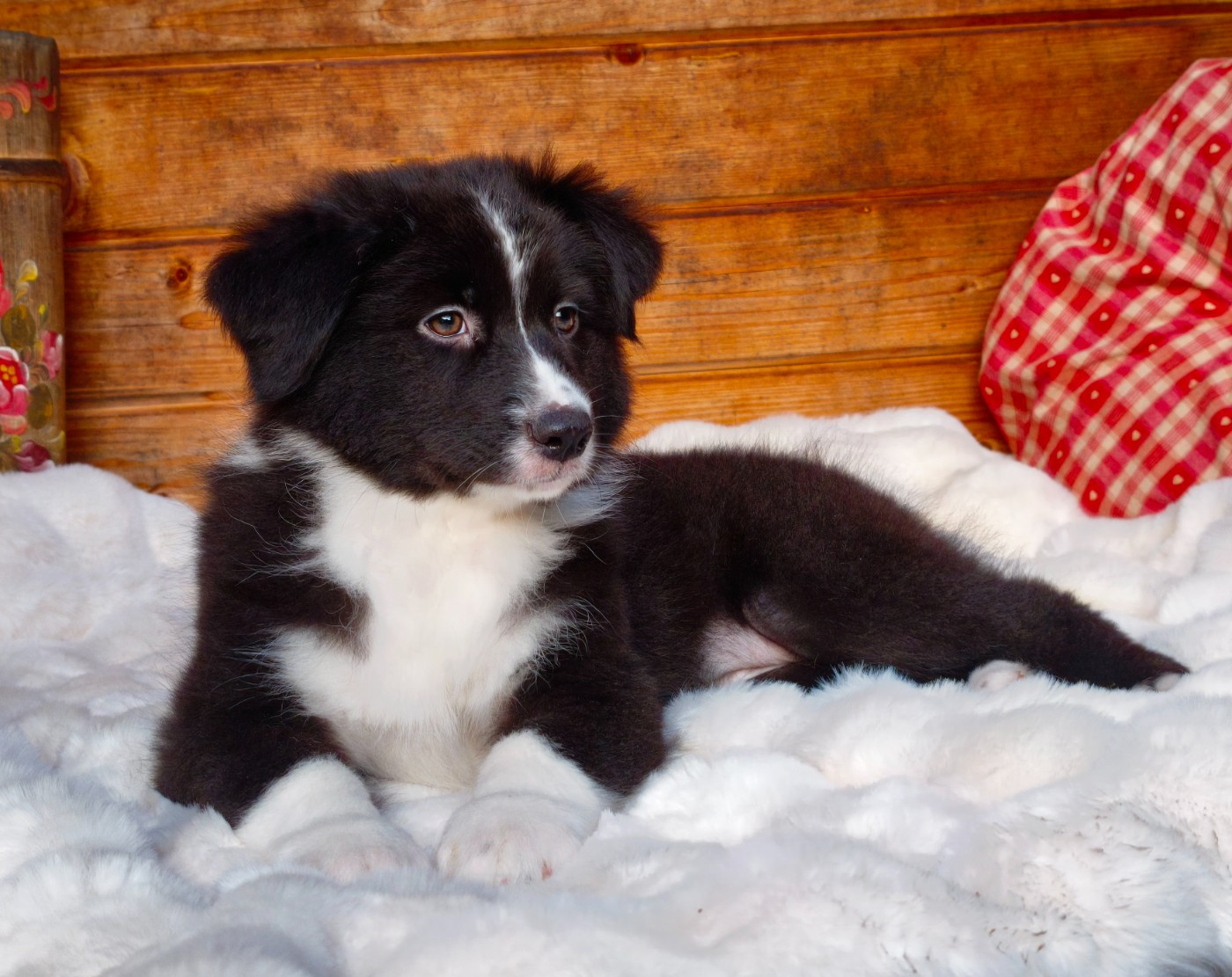 du Domaine de Naugigoutte - Chiots disponibles - Berger Australien