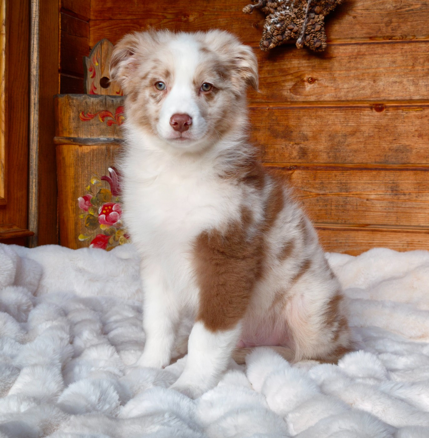 du Domaine de Naugigoutte - Chiots disponibles - Berger Australien