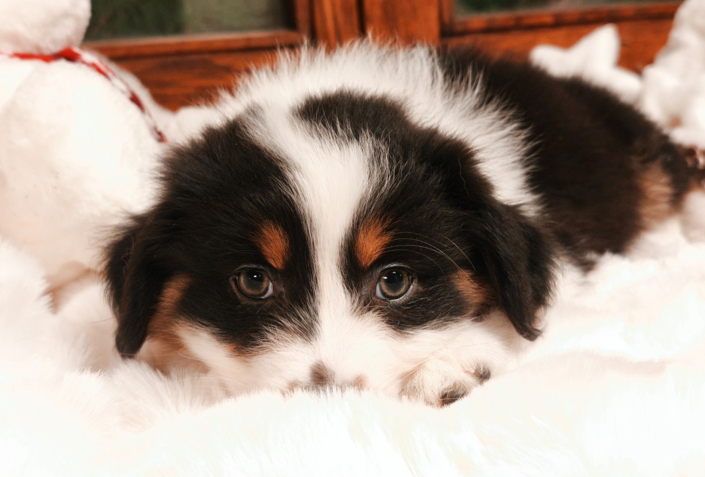 du Domaine de Naugigoutte - Chiots disponibles - Berger Australien