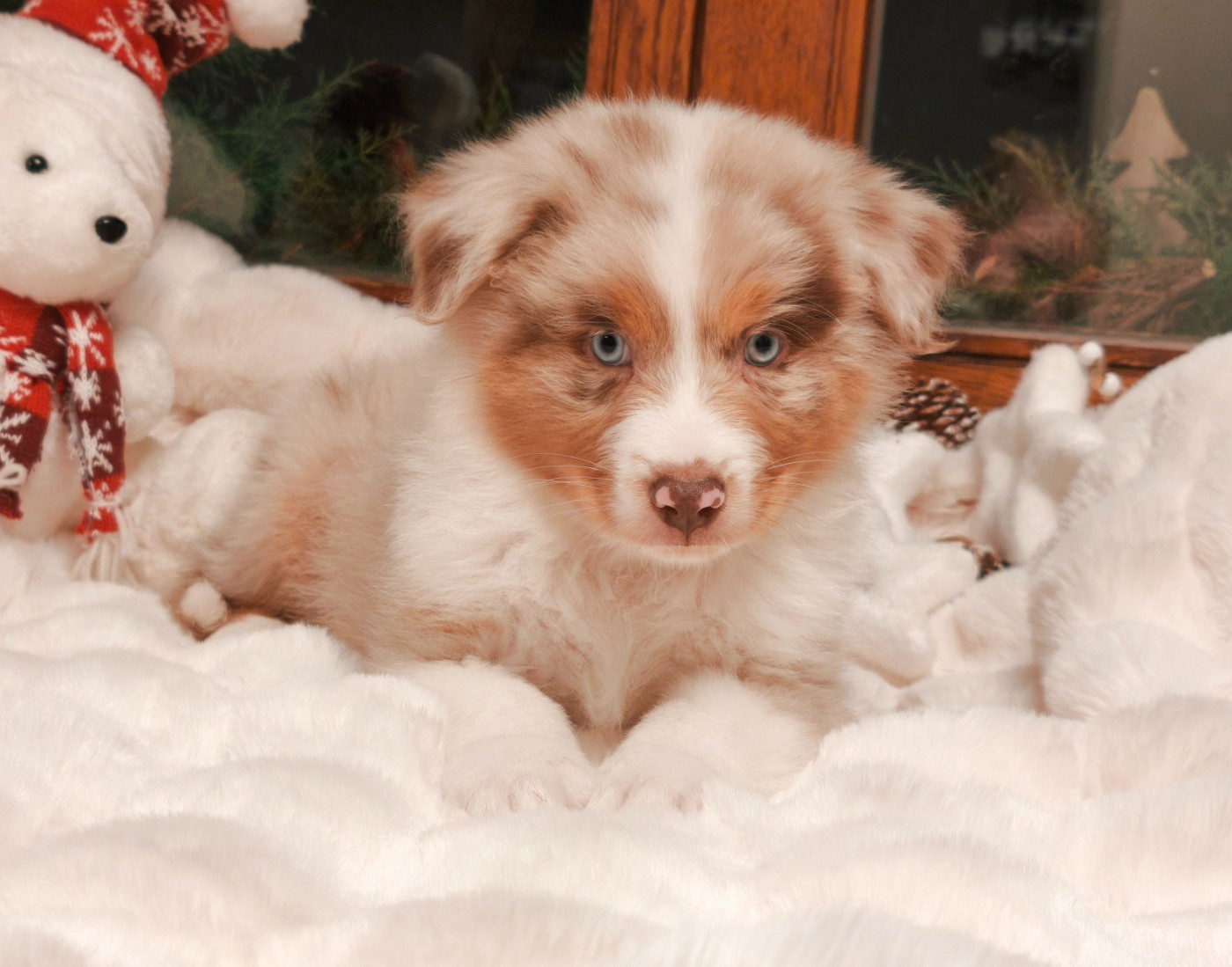 du Domaine de Naugigoutte - Chiots disponibles - Berger Australien