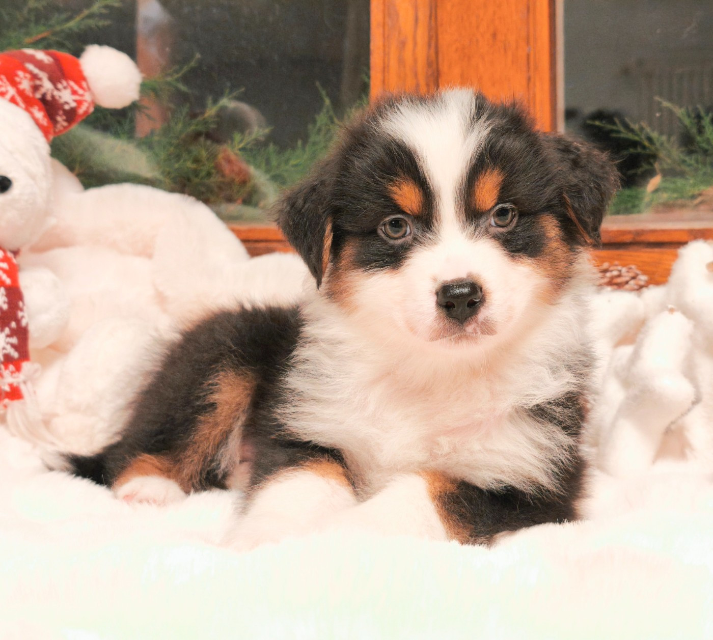 du Domaine de Naugigoutte - Chiots disponibles - Berger Australien