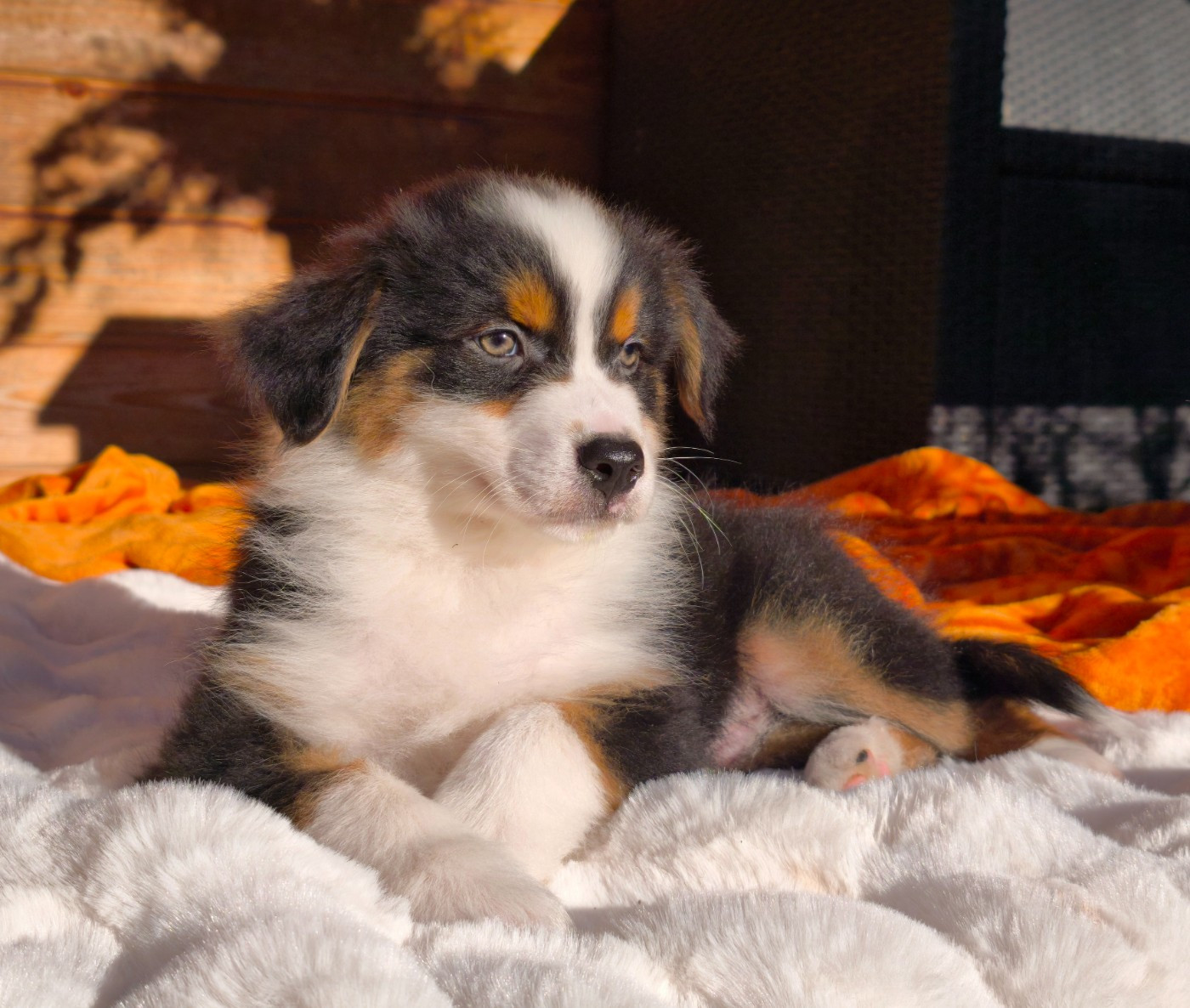 du Domaine de Naugigoutte - Chiots disponibles - Berger Australien