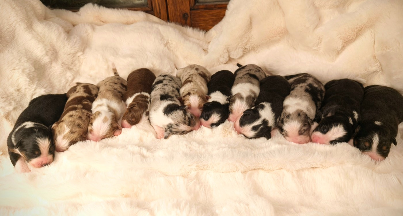 Chiot Berger Australien du Domaine de Naugigoutte