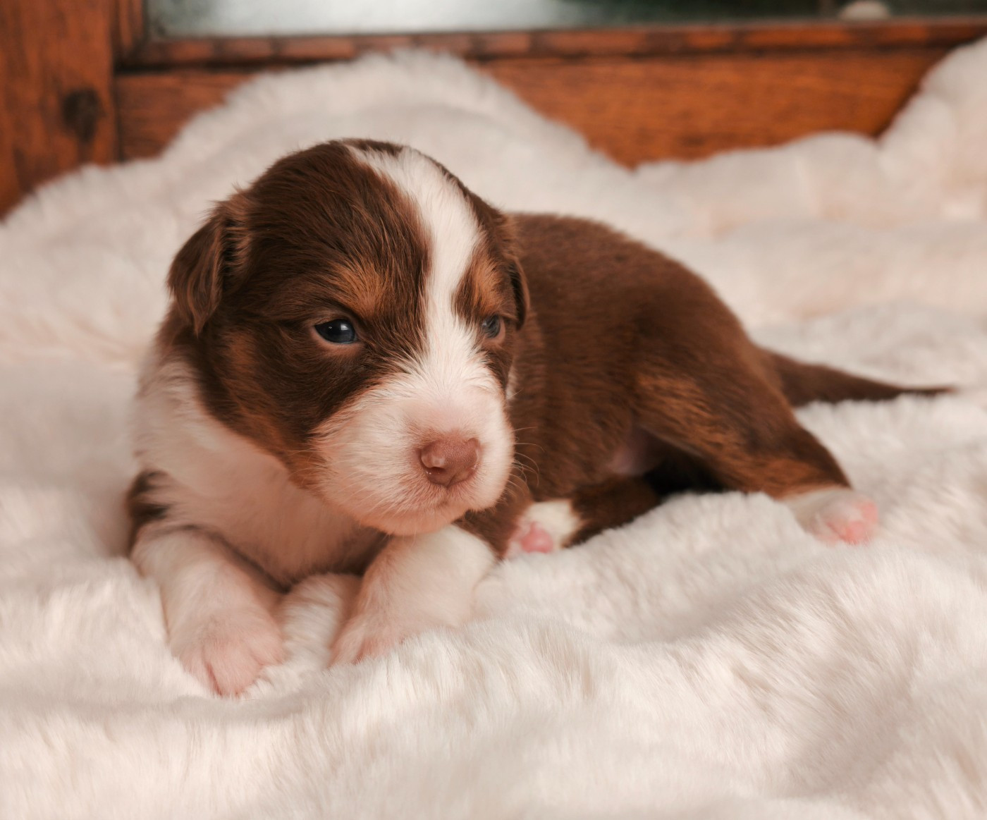 du Domaine de Naugigoutte - Chiots disponibles - Berger Australien