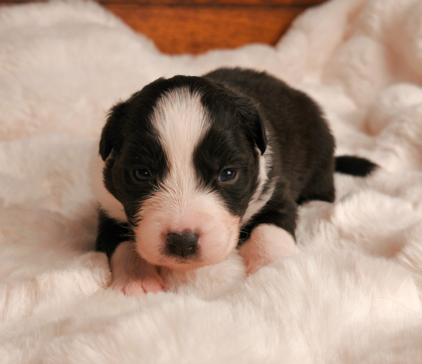 du Domaine de Naugigoutte - Chiots disponibles - Berger Australien