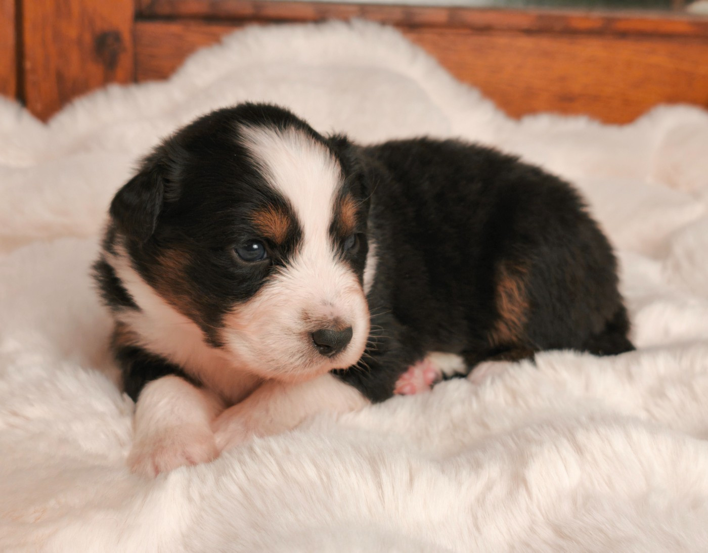 du Domaine de Naugigoutte - Chiots disponibles - Berger Australien
