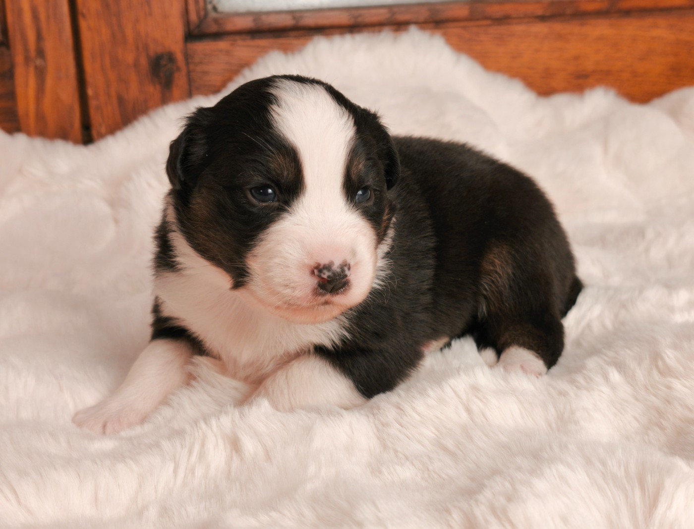 du Domaine de Naugigoutte - Chiots disponibles - Berger Australien