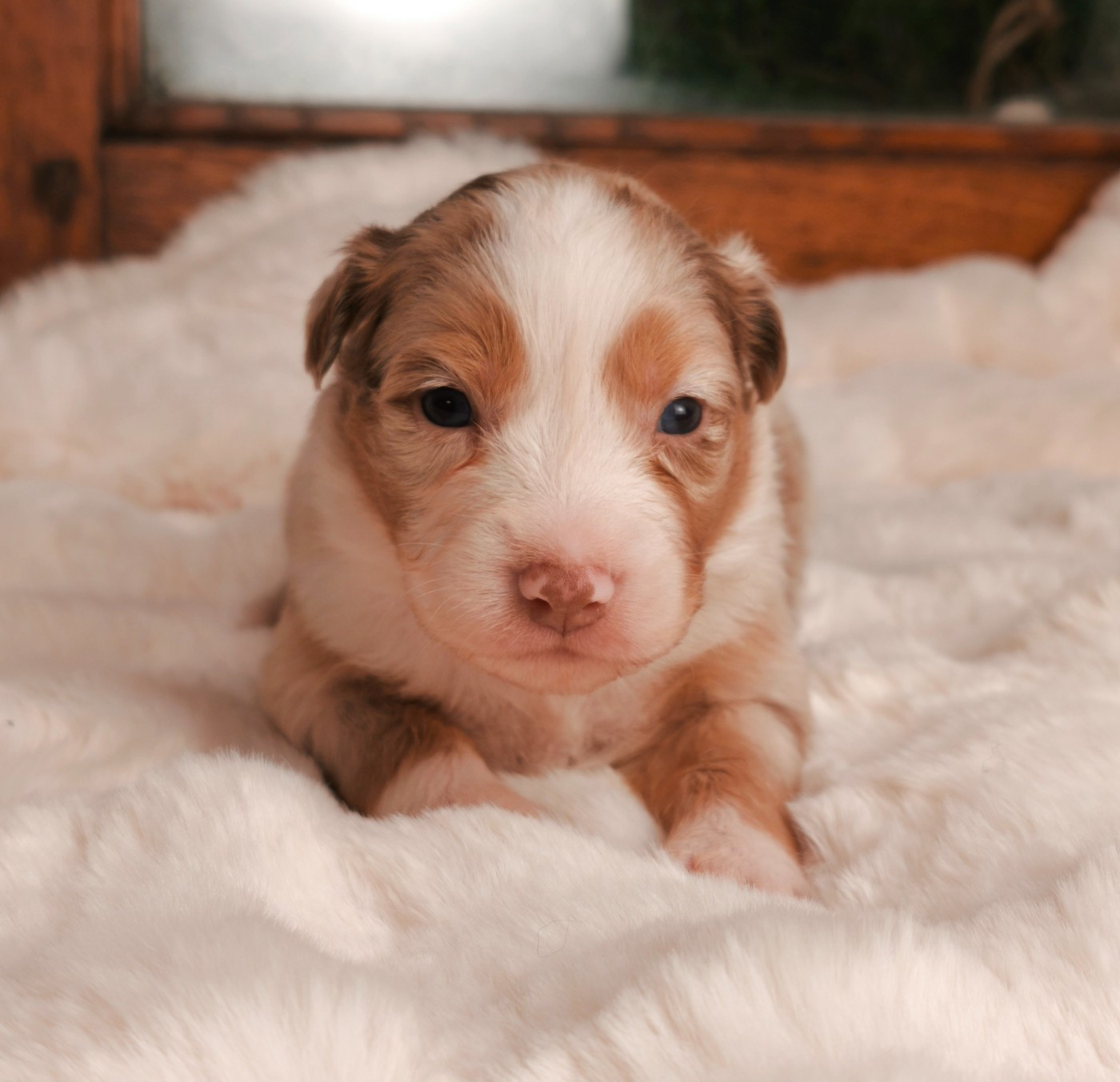 du Domaine de Naugigoutte - Chiots disponibles - Berger Australien