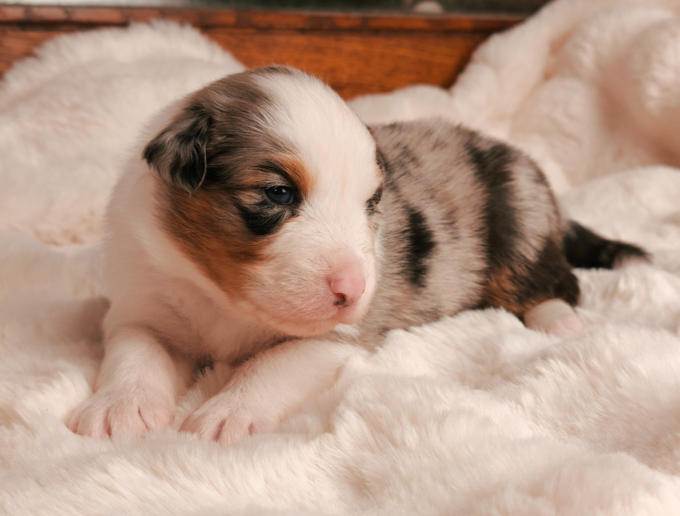 du Domaine de Naugigoutte - Chiots disponibles - Berger Australien