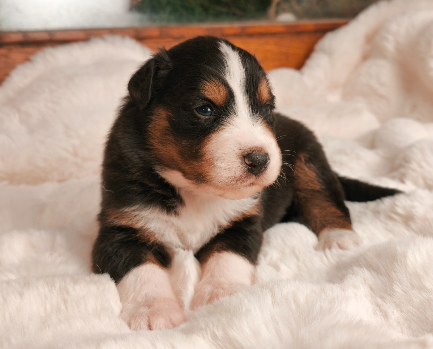 du Domaine de Naugigoutte - Chiots disponibles - Berger Australien