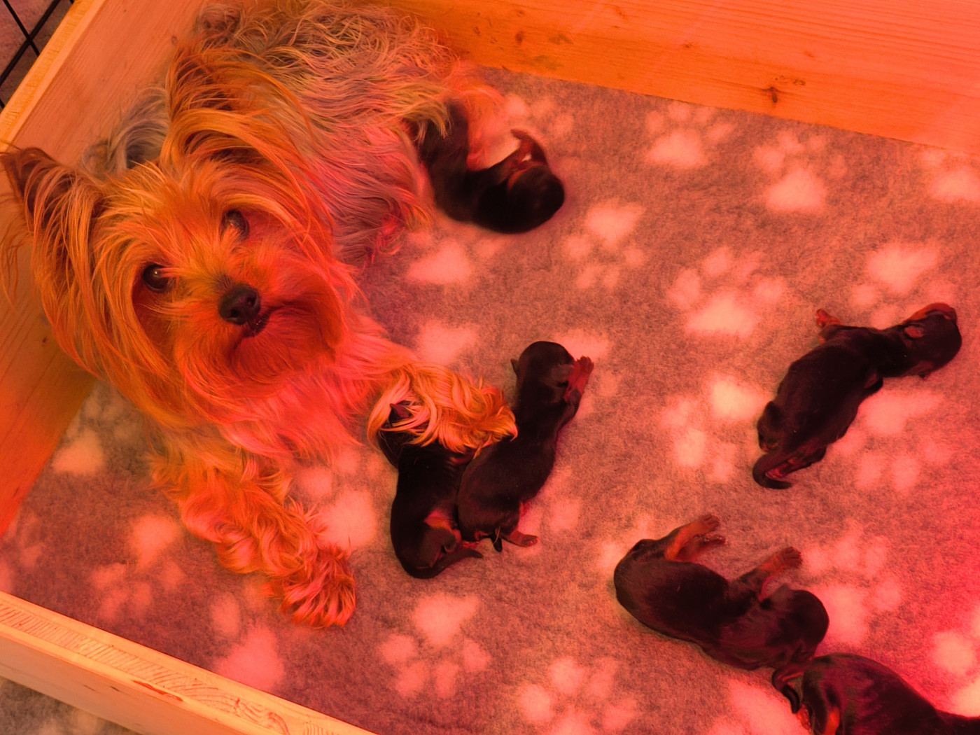 Chiot Yorkshire Terrier du Domaine de Naugigoutte