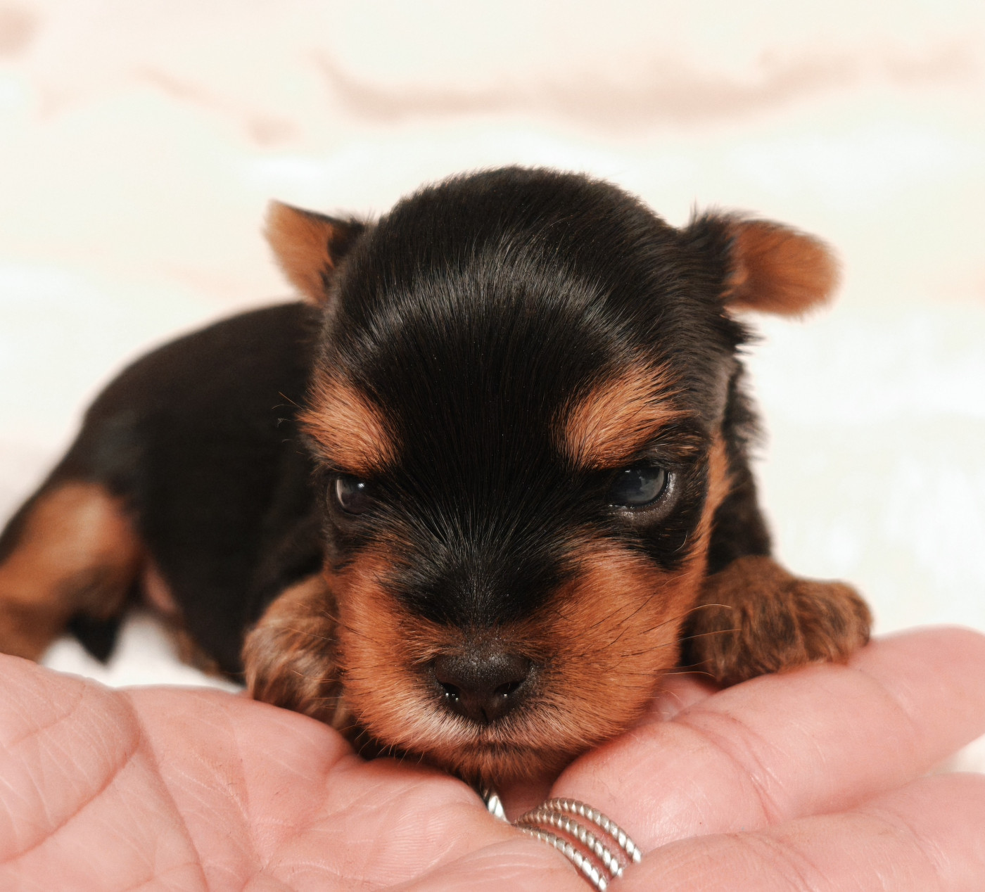 du Domaine de Naugigoutte - Chiots disponibles - Yorkshire Terrier