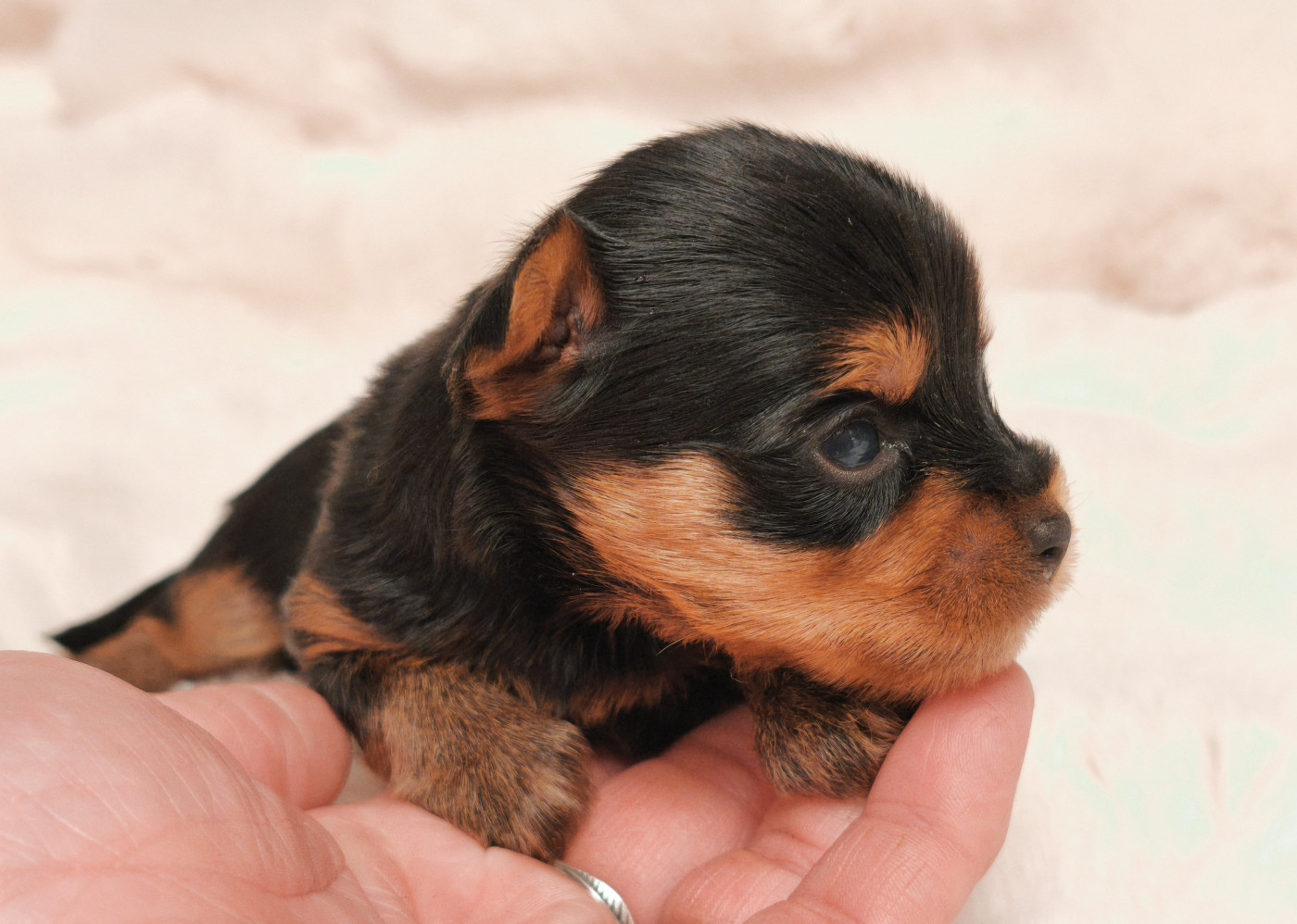 du Domaine de Naugigoutte - Chiots disponibles - Yorkshire Terrier