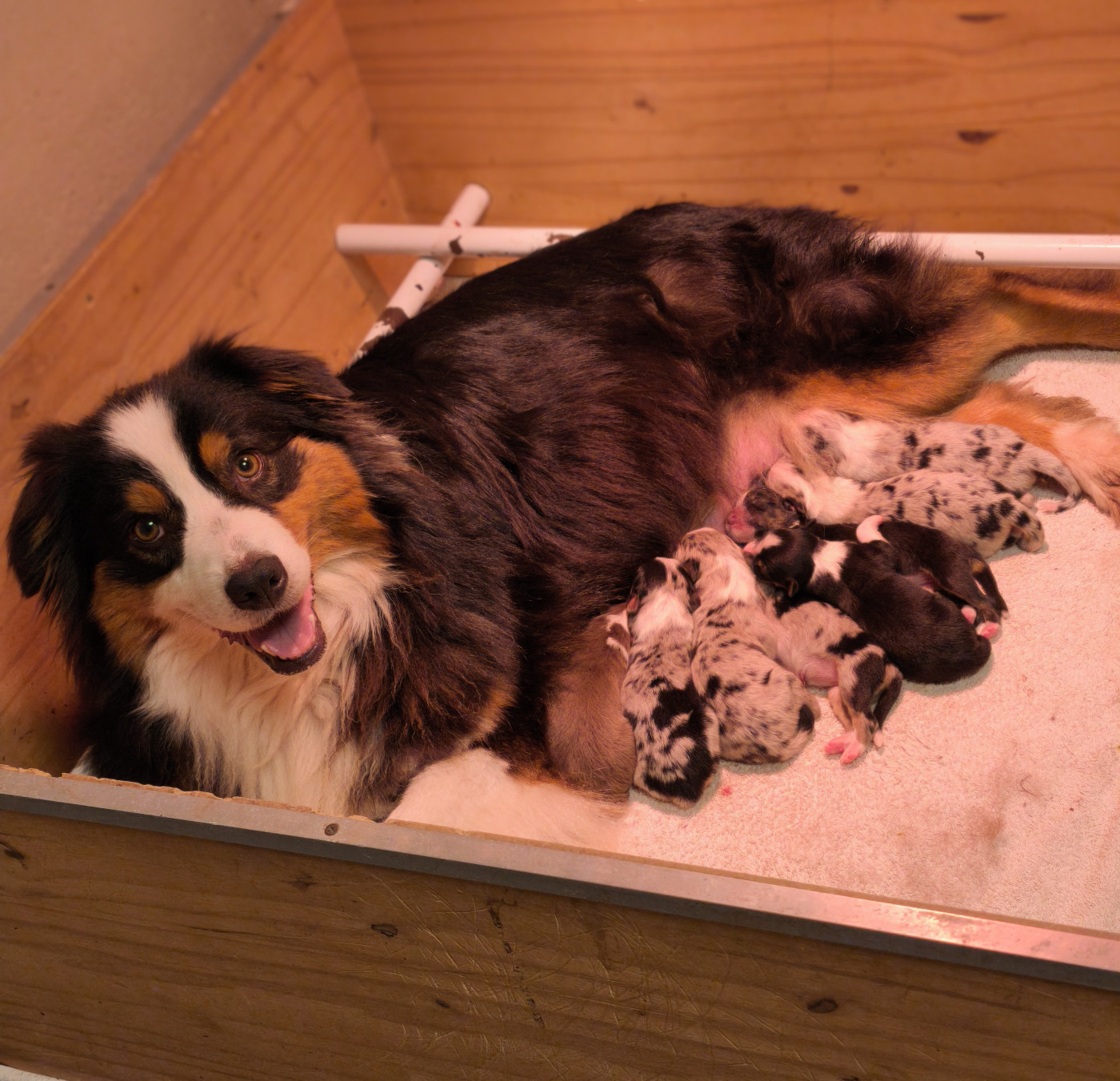 Chiot Berger Australien du Domaine de Naugigoutte