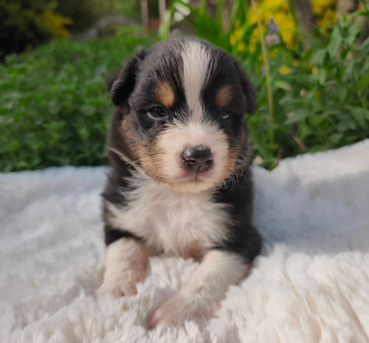 du Domaine de Naugigoutte - Chiots disponibles - Berger Australien