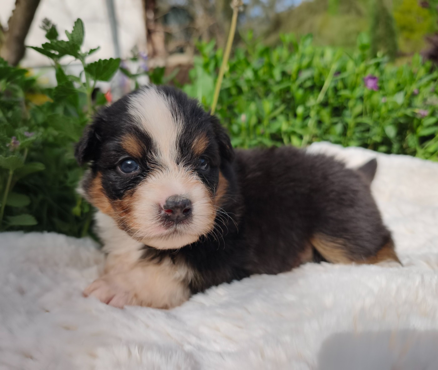 du Domaine de Naugigoutte - Chiots disponibles - Berger Australien