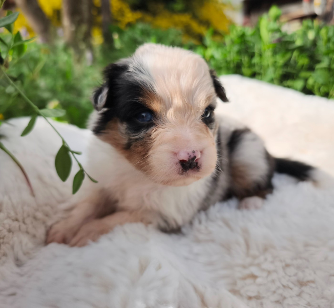 du Domaine de Naugigoutte - Chiots disponibles - Berger Australien