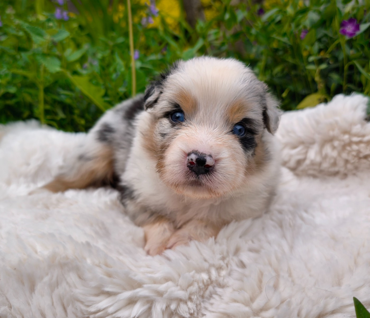 du Domaine de Naugigoutte - Chiots disponibles - Berger Australien