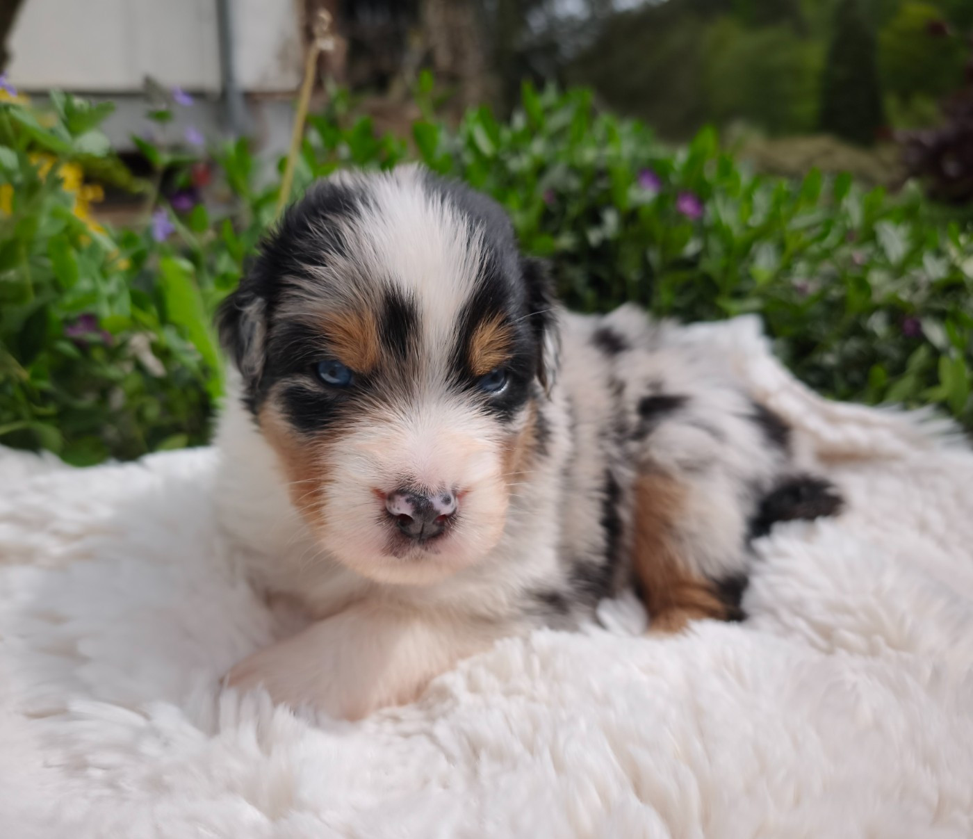 du Domaine de Naugigoutte - Chiots disponibles - Berger Australien