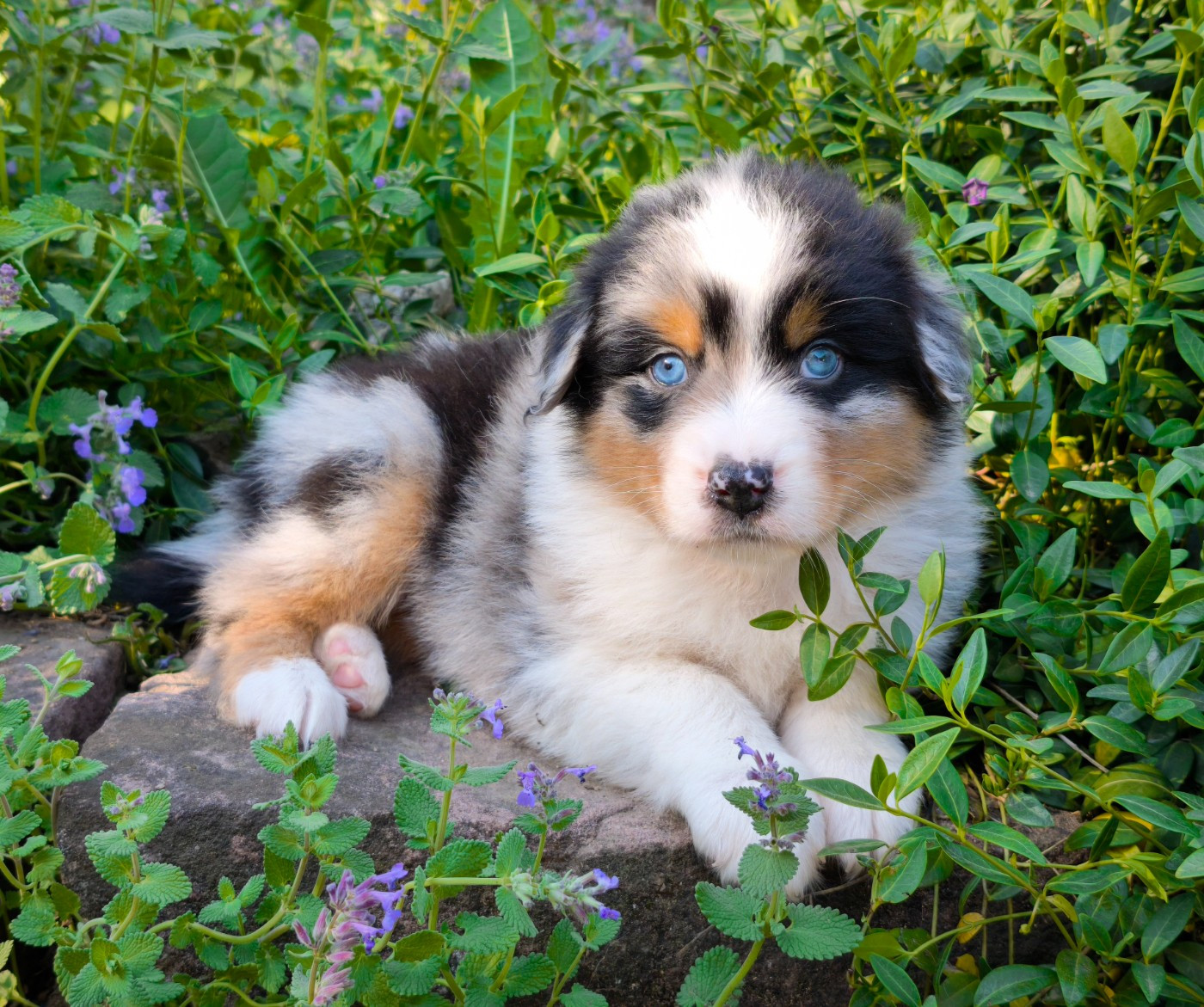 du Domaine de Naugigoutte - Chiots disponibles - Berger Australien