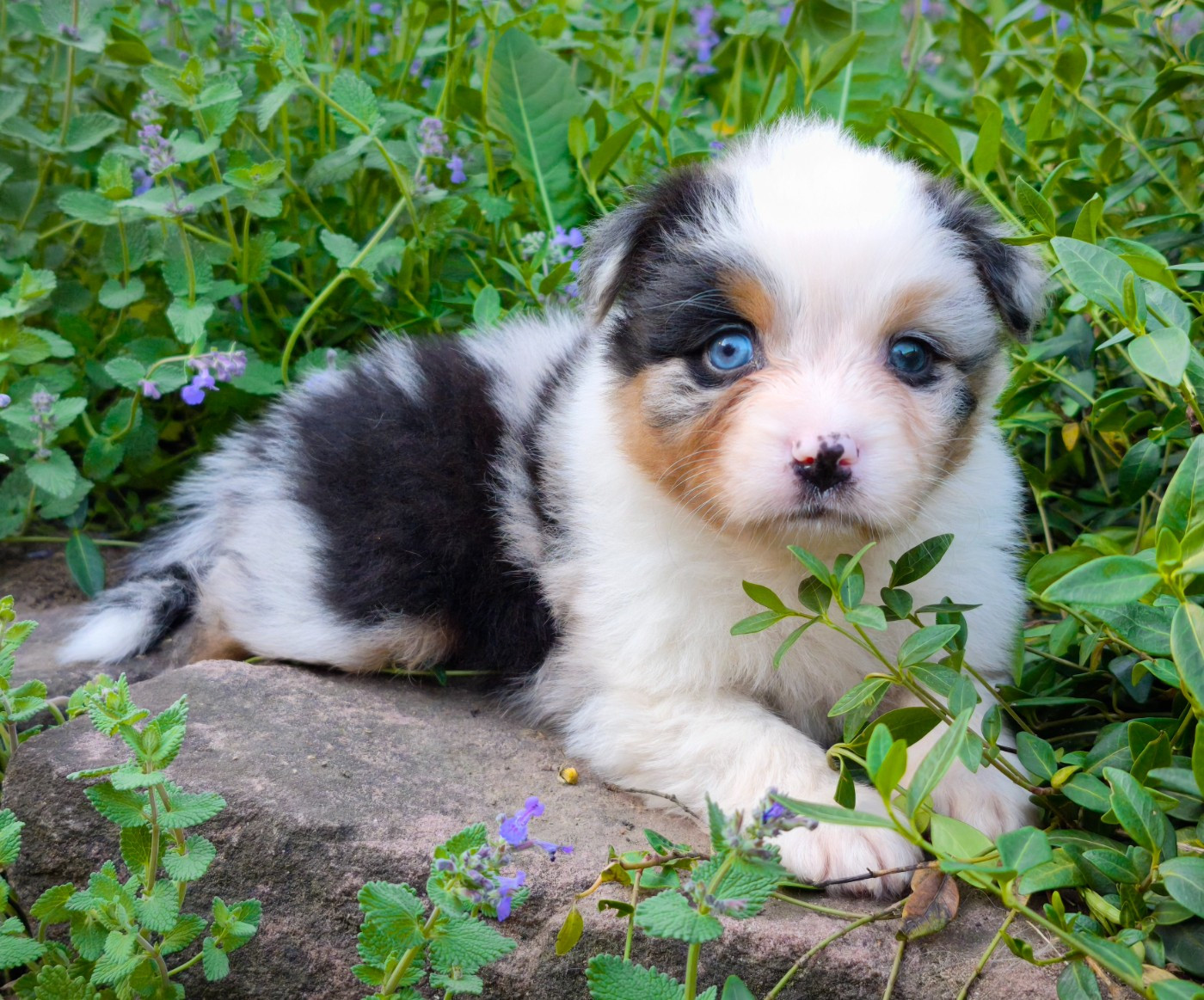 du Domaine de Naugigoutte - Chiots disponibles - Berger Australien