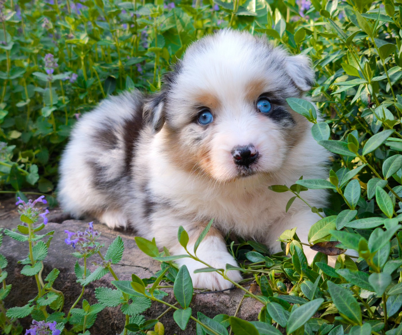 du Domaine de Naugigoutte - Chiots disponibles - Berger Australien